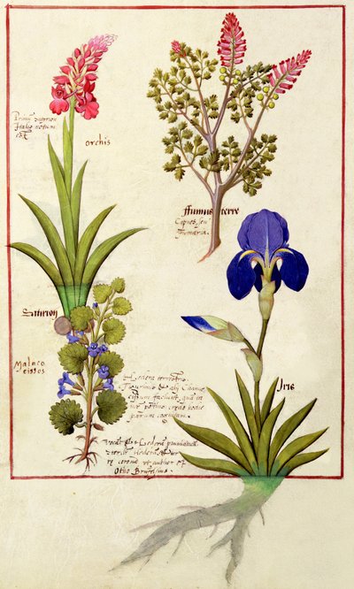 Orchid and Fumitory or Bleeding Heart, Hedera and Iris, Illustration from The Book of Simple Medicines by Mattheaus Platearius by Robinet Testard